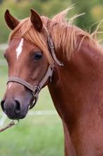 Mooie 7 jarige rassige welsh merrie., Dieren en Toebehoren, Pony's, Merrie, Gechipt, 7 tot 10 jaar, Onbeleerd