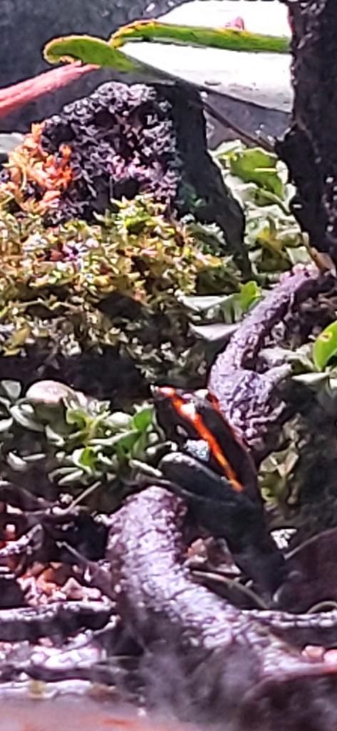 Hele mooie Phyllobates vittatus jong volwassen, Dieren en Toebehoren, Reptielen en Amfibieën, Amfibie, 0 tot 2 jaar