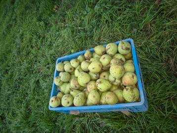 stoofperen  ook wel pons peren genoemd  beschikbaar voor biedingen