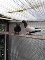 In de buurt, Dieren en Toebehoren, Meerdere dieren, Postduif