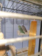 2 leuke forpussen met kooi, Dieren en Toebehoren, Vogels | Parkieten en Papegaaien, Meerdere dieren, Dwergpapegaai of Agapornis