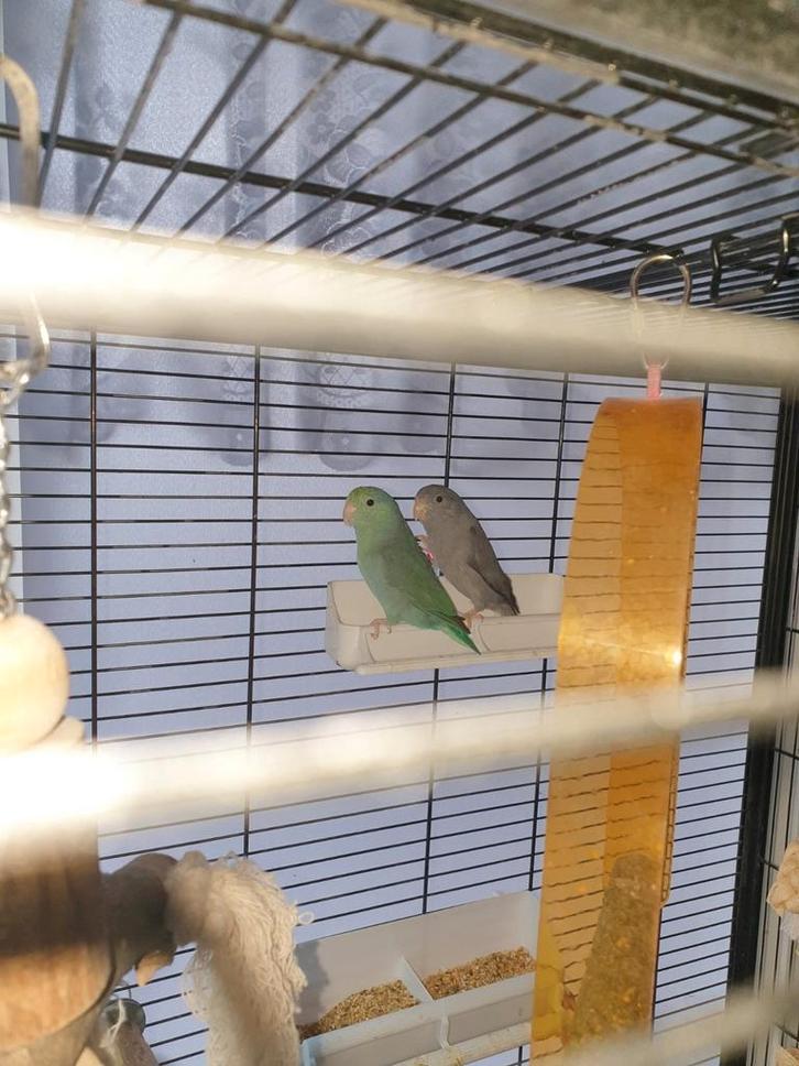 2 leuke forpussen met kooi, Dieren en Toebehoren, Vogels | Parkieten en Papegaaien, Dwergpapegaai of Agapornis, Meerdere dieren