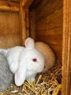 Dwerg hangoor konijntjes Gratis, Dieren en Toebehoren, Mannelijk, Dwerg, Hangoor