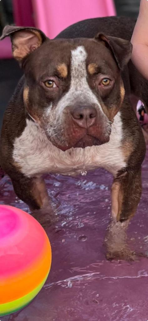 American Bully XXL Teefje choco tri color, Dieren en Toebehoren, Honden | Bulldogs, Pinschers en Molossers, Teef, Bulldog, Particulier