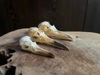 Vogel Meeuw schedels, Ophalen of Verzenden, Zo goed als nieuw, Vogel, Schedel