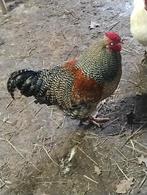 Hanen, Dieren en Toebehoren, Mannelijk, Kip