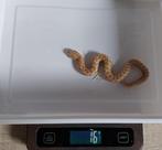 Haakneus / Hognose 2025, Dieren en Toebehoren, Reptielen en Amfibieën, Slang, Tam, 0 tot 2 jaar