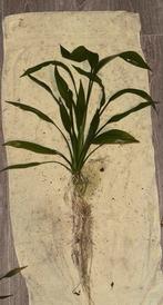 Grote, aquarium plant echinodorus, Ophalen, Nieuw, Plant(en), Steen of Hout