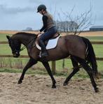 4 jarige allround (dressuur) merrie met een gouden hart, Dieren en Toebehoren, Paarden, Merrie, Dressuurpaard, 3 tot 6 jaar