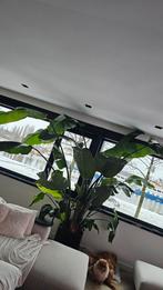 Strelitzia Nicolai - Paradijsvogelplant, Ophalen of Verzenden, Halfschaduw