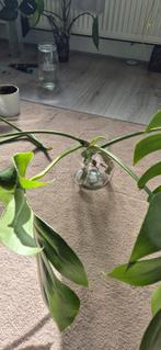 Monstera stekjes, Huis en Inrichting, Kamerplanten, Ophalen, Overige soorten, Minder dan 100 cm