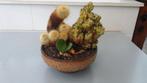 Antieke schaal bloempot doorsnede 21 CM hoogte 9 CM Er zit d, Ophalen, Zo goed als nieuw, Rond