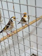 Majoor putters koppel, Meerdere dieren, Wildzangvogel