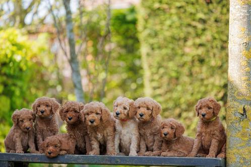 Labradoodle Australian, nog 1 teefje, kleur rood, Dieren en Toebehoren, Honden | Retrievers, Spaniëls en Waterhonden, Teef, Overige rassen