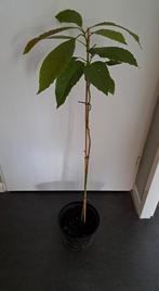 🌱AVOCADO PLANTEN IN POT 0.80 CM EN 1.15 CM HOOG KAMERPLANT, Ophalen, Overige soorten, 100 tot 150 cm