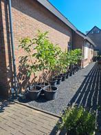 Notenboom., Ophalen, Zo goed als nieuw, Rond, Minder dan 60 cm
