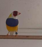 Gouldamandine man, Mannelijk