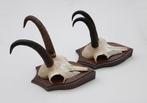 2 x GEMS hoorns / gewei op solide eiken schild (gewei), Ophalen of Verzenden, Gebruikt, Wild dier, Gewei of Kop