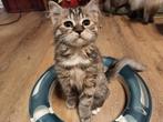 Katertje kruising Ragdoll Main Coon Noorse Boskat, Dieren en Toebehoren, Katten en Kittens | Raskatten | Langhaar, Kater, Ontwormd