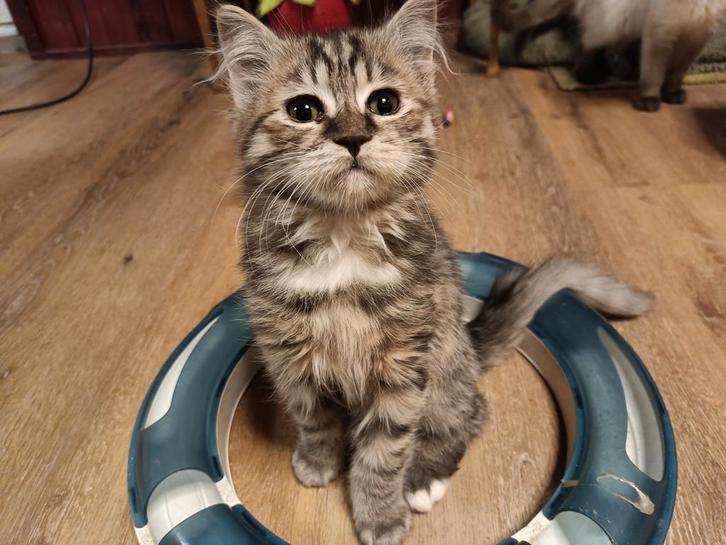 Katertje kruising Ragdoll Main Coon Noorse Boskat, Dieren en Toebehoren, Katten en Kittens | Raskatten | Langhaar, Kater, Ontwormd