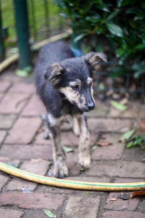 Coco klein medium teefje 5 maandjes, Dieren en Toebehoren, Honden | Niet-rashonden, Middel, Teef, Particulier, Eén hond, Buitenland