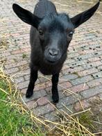 Lief zwart hoornloos bokje, Dieren en Toebehoren, Schapen, Geiten en Varkens, Mannelijk, Geit, 0 tot 2 jaar