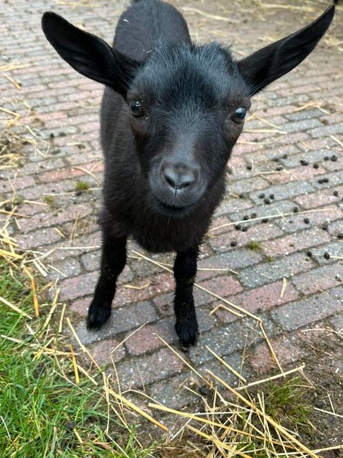 Lief zwart hoornloos bokje, Dieren en Toebehoren, Schapen, Geiten en Varkens, Geit, Mannelijk, 0 tot 2 jaar