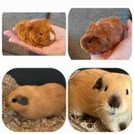 2,schattige,jonge cavia's,reserveren! Kunnen samen! Vervoer, Dieren en Toebehoren, Knaagdieren, Cavia, Mannelijk, Tam, Oktober