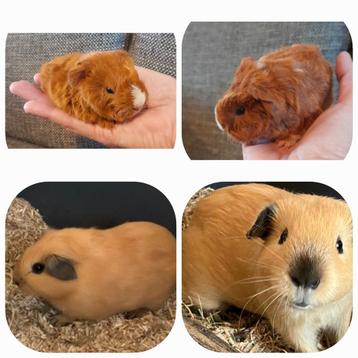 2,schattige,jonge cavia's,reserveren! Kunnen samen! Vervoer beschikbaar voor biedingen