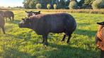 2 fokrammen te koop., Mannelijk, Schaap