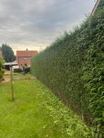 Goede tuinman, Ophalen of Verzenden, Zo goed als nieuw, 20 m² of meer