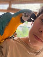 Blauw gele ara, Dieren en Toebehoren, Vogels | Parkieten en Papegaaien
