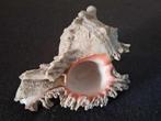 Decor stuk grote schelp, Ophalen, Zo goed als nieuw, Sierelement
