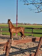 Stoere tuigpaard hengst, Dieren en Toebehoren, Tuigpaard, Hengst, 0 tot 2 jaar, Gechipt