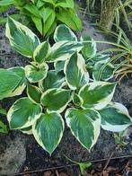 Vaste tuinplanten, Tuin en Terras, Ophalen, Zomer, Overige soorten, Halfschaduw