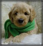 Labradoodle medium pups reutjes., Dieren en Toebehoren, Nederland, 8 tot 15 weken, CDV (hondenziekte), Meerdere
