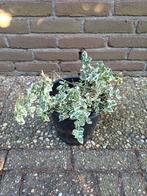 Kardinaalsmuts (Euonymus fortunei 'Emerald Gaiety'), Tuin en Terras, Ophalen, Zomer, Overige soorten, Halfschaduw