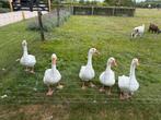 Witte boerenganzen, Dieren en Toebehoren, Pluimvee, Meerdere dieren, Overige soorten