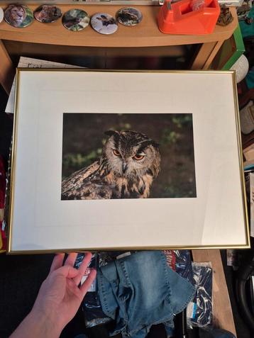 Lijst met gouden rand met foto uil er in 40x50 cm beschikbaar voor biedingen