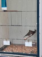 Koppel vinken, Meerdere dieren