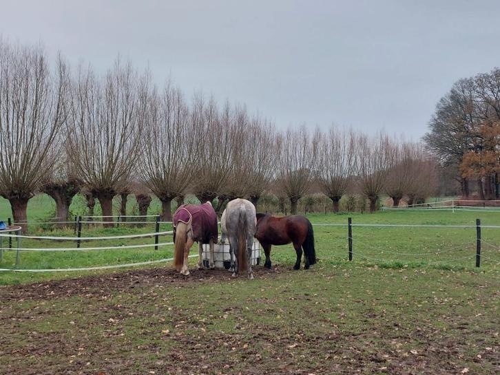 Spoed stalhulp gezocht!, Dieren en Toebehoren, Stalling en Weidegang
