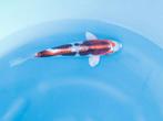 Japanse koi karper 28cm "Doitsu Beni Kikokuryu", Karper of Koi