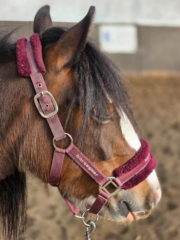 Knuffel tinker pony, Dieren en Toebehoren, Pony's, Merrie, Zadelmak, C pony (1.27m tot 1.37m), Recreatiepony, 3 tot 6 jaar, Gechipt