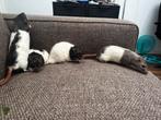 Tamme rat, Dieren en Toebehoren, Knaagdieren, Rat, Februari, Mannelijk, Tam