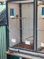 Koppel heggemussen, Meerdere dieren, Geringd