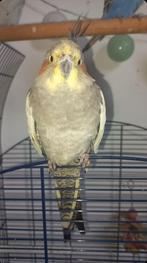 Medli tamme valkparkiet