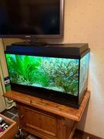 Aquarium tropisch met pomp en thermometer, Dieren en Toebehoren, Vissen | Aquaria en Toebehoren, Ophalen, Gebruikt, Gevuld zoetwateraquarium