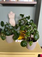 Pannenkoekenplant, zelf gekweekt!, Ophalen, Halfschaduw, Minder dan 100 cm