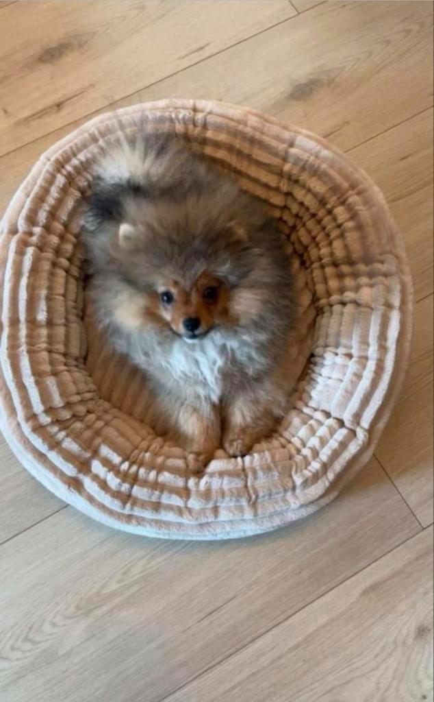 Pomeriaan, Dieren en Toebehoren, Honden | Dekreuen, Reu, Particulier, Eén hond, Buitenland, 1 tot 2 jaar, CDV (hondenziekte), HCC (leverziekte)