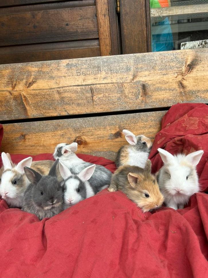 Lieve kleine Kindvriendelijke dwergjes, Vosjes en Fluffies, Dieren en Toebehoren, Konijnen, Dwerg, Meerdere dieren, 0 tot 2 jaar